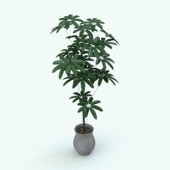 Revit Family / 3D Model - Hawaiian Schefflera Plant Rendered in Revit