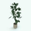 Revit Family / 3D Model - Ficus Plant 2 Rendered in Revit