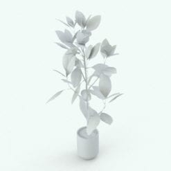 Revit Family / 3D Model - Ficus Plant 2 Perspective