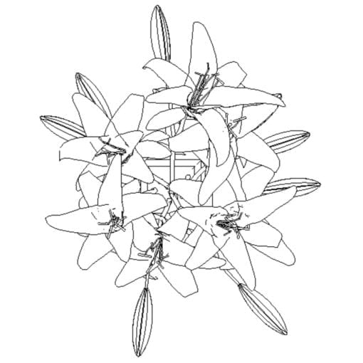 Revit Family / 3D Model - White Lilies - Revit and AutoCAD Top View